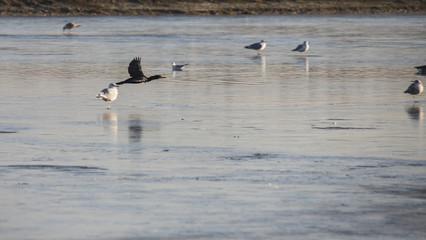 toppskarv phalacrocorax aristotelis flying low