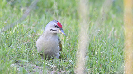 Grey Headed Woodpecker (Picus canus)