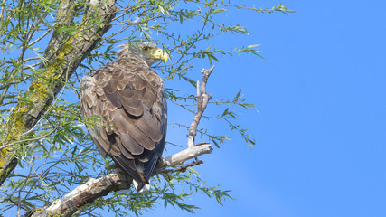 White Tailed Eagle (Haliaeetus albicilla)
