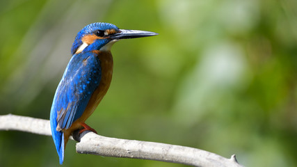 Common Kingfisher (Alcedo athis)