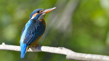 Common Kingfisher (Alcedo athis)