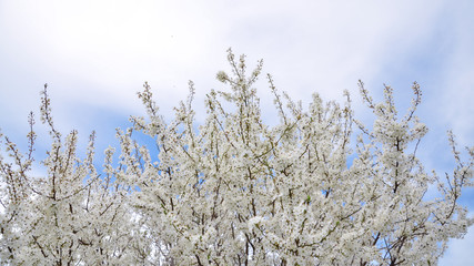 wild cherry trees covered  with white flowers in spring
