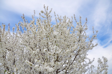 branches of wild cherry trees covered  with white flowers in spring