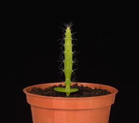 Young green cactus