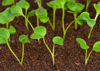 Young green sprouts