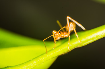 ant macro