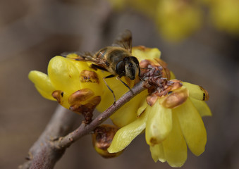 ハナアブとソシンロウバイ