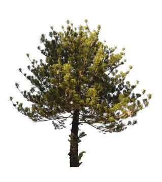 pine tree isolated on white background with Clipping Path