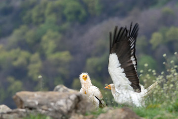 Pair of Egyptian Vulture in the Top of The Mountains