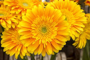 Bouquet of orange  gerberas in a vase, close-up