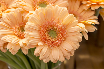 Bouquet of red gerberas in a vase, close-up