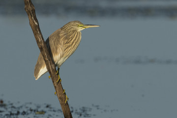 Squacco Heron (Ardeola ralloides)