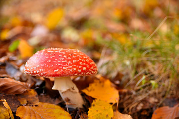 Fly Agaric (Amanita muscaria), poisonous toadstool from Forests