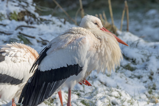 White Stork in Snow