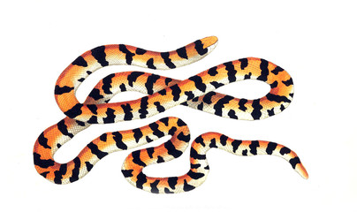 Naklejka premium Illustration of the animal.