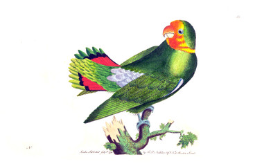 Illustration of a parrot