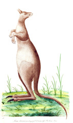 Illustration of a kangaroo