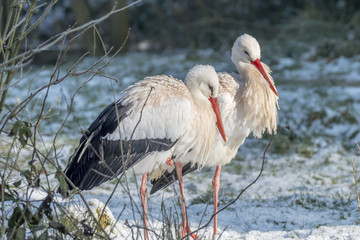White Stork in Snow