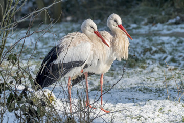 White Stork in Snow