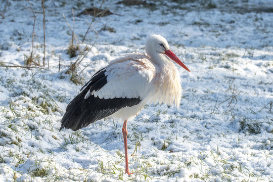 White Stork in Snow