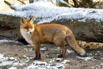 Red Fox in Winter