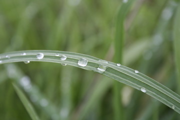 Dew drops on the grass