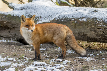 Red Fox in Winter