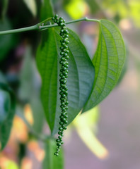 Fototapeta premium peppercorn plant on soft background