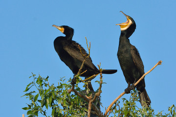 Great cormorant (Phalacrocorax carbo)