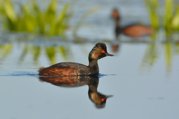 Black-necked grebe (Podiceps nigricollis)
