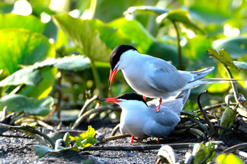 Common tern (Sterna hirundo)