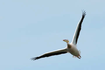 White Pelican (Pelecanus onocrotalus)