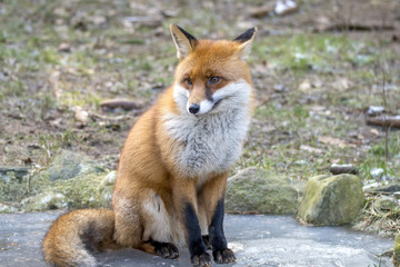 Naklejka na ściany i meble Red Fox in Winter