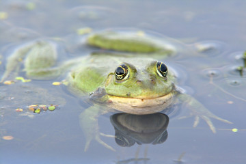 Edible Frog on Water