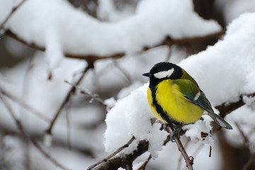 Titmouse sits on tree branch in winter.