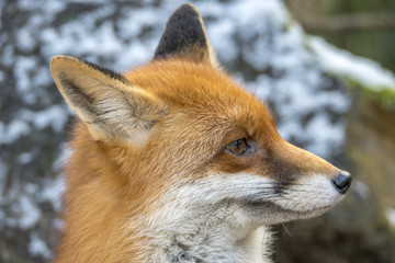 Red Fox in Winter