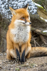 Red Fox in Winter