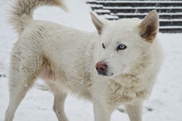 white dog in the snow
