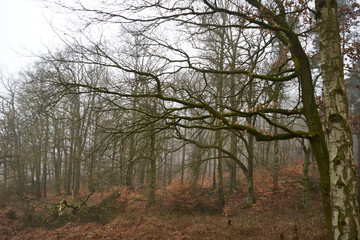 Obraz premium Hullern Winter Stausee