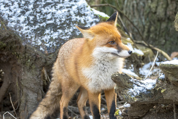 Red Fox in Winter