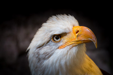 an american bald eagle, symbol of the USA.