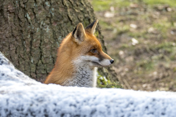 Red Fox in Winter