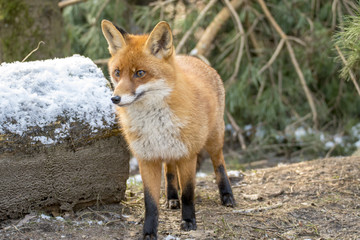 Fototapeta premium Red Fox in Winter