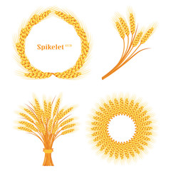 Vector wheat on white isolated background. Vector illustration