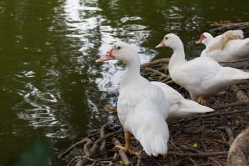 three ducks are standing near lake