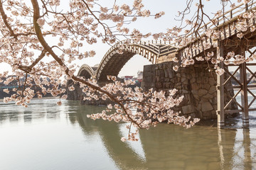 満開の桜の向こうに錦帯橋