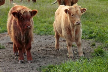 Las vacas blanca y marrón