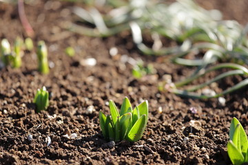 Germination
