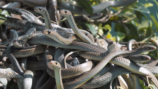 Close up video of an oriental rat snake lying on a tree branch.