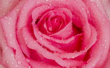Water drop on pink rose close-up background.